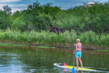 USA, Idaho. Bull Moose and female on standup paddleboard have close encounter. Wildlife viewing in...