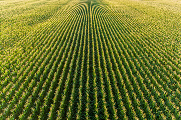 Aerial view of corn field, Marion County, Illinois