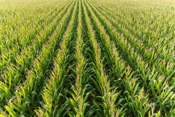 Aerial view of corn field, Marion County, Illinois