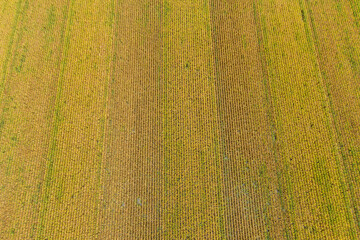 Aerial view of corn field near harvest time, Marion County, Illinois