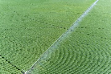 Irrigating a newly planted green bean field, Mason County, Illinois