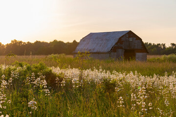 Old barn and field of penstemon at sunset Prairie Ridge State Natural Area, Marion County, Illinois © Danita Delimont