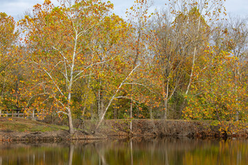 Fall color Sycamore trees at Pyramid State Park, Perry County, Illinois