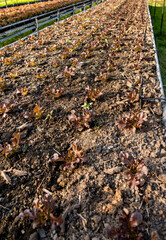 Vegetables, hydroponic, horticulture inn Thailand