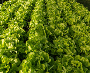 Vegetables, hydroponic, horticulture inn Thailand