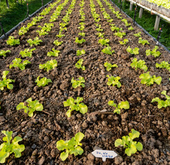 Vegetables, hydroponic, horticulture inn Thailand