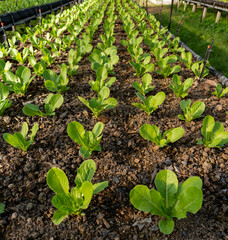 Vegetables, hydroponic, horticulture inn Thailand