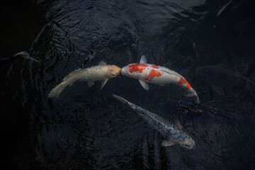 Detail of colorful Koi Fishs or Koi Carp swimming inside the fish pond at sunny day, Japanese fish...