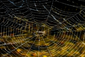Spider webs in Northeast Harbor, Maine, USA
