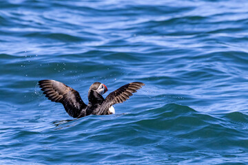 Atlantic Puffins on the water at Machias Seal island, Maine, USA