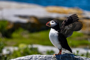 Fototapeta premium Atlantic Puffins on Machias Seal island, Maine, USA