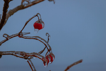 rowan berries on branches covered with ice