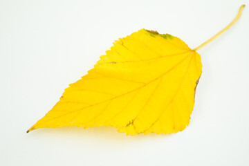 Yellow leaf on white background