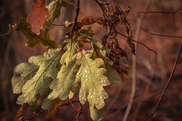 dry oak leaves on a branch with dew drops