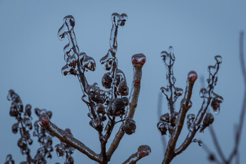 tree branches covered in ice