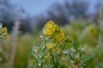 the yellow wildflower is covered with ice