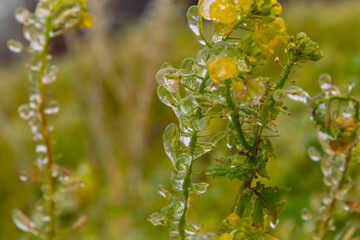 the still green plant is covered with ice