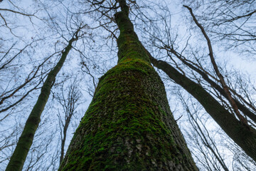 an oak trunk covered with a growth of moss