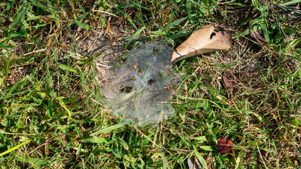 Cob Webs in shape of persons face 