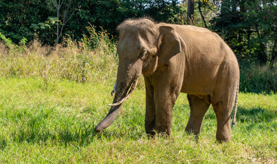 Fototapeta na wymiar Thai Elephants and Elephant Conservation Camp Khao Yai