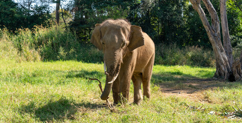 Obraz premium Thai Elephants and Elephant Conservation Camp Khao Yai