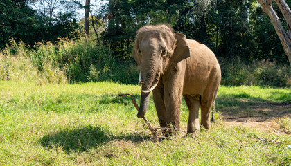 Fototapeta premium Thai Elephants and Elephant Conservation Camp Khao Yai