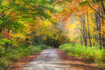USA, New England, Maine, Wild River gravel road lined with Fall colored Birch and Maple trees