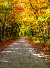 USA, New England, Maine, Wild River gravel road lined with Fall colored Birch and Maple trees