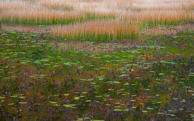 USA, New England, Maine, Mt. Desert Island, Acadia National park with lily pads in small pond with golden grass in Autumn.