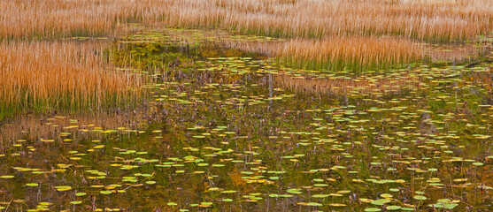 Obraz premium USA, New England, Maine, Mt. Desert Island, Acadia National park with lily pads in small pond with golden grass in Autumn.
