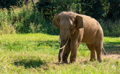 Fototapeta na wymiar Thai Elephants and Elephant Conservation Camp Khao Yai