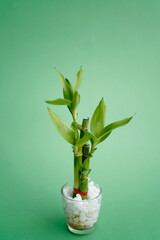 Lucky Bamboo Plant. Small bamboo in the vase. 
