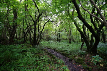 a wonderful summer forest and pathway