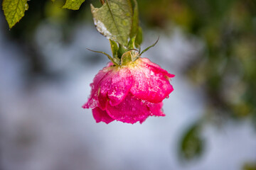 USA, Maryland, Bethesda, First snowfall and a rose still blooming