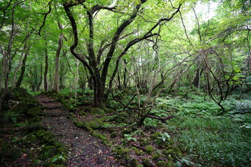 Fototapeta na wymiar a wonderful summer forest and pathway