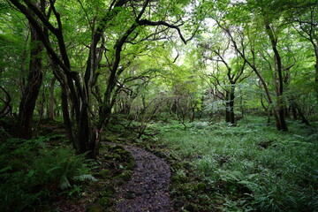 a wonderful summer forest and pathway