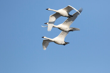 Trumpeter Swans (Cygnus buccinator) in flight Riverlands Migratory Bird Sanctuary, West Alton, Missouri