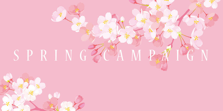 桜　背景イラスト