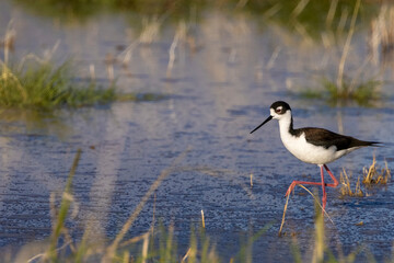 Obraz premium Black Neck Stilt at Freezeout Lake Wildlife Management Area near Fairfield, Montana, USA