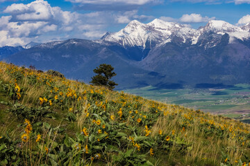 Arrowleaf balsamroot with Mission Mountains at the National Bison Range in Moiese, Montana, USA