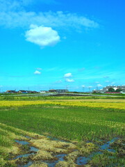 Fototapeta na wymiar 雨上りの青空を映す水溜りのある穭田風景