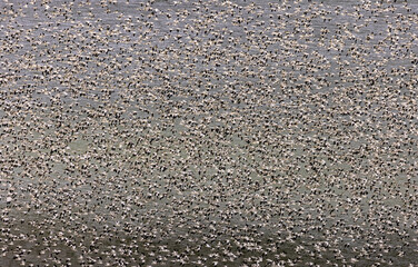 Snow geese during spring migration at Freezeout Lake Wildlife Management Area near Choteau, Montana, USA