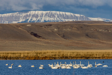 Tundra Swans with Castle Reef in background during spring migration at Freezeout Lake Wildlife Management Area near Choteau, Montana, USA