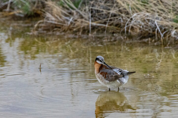Wilsons Phalarope at Freezeout Lake Wildlife Management Area near Fairfield, Montana, USA