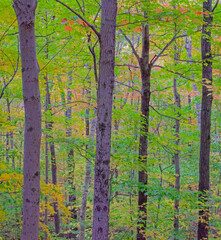 USA, New Hampshire near Gorham a hardwood forest of Maple and American Beech trees in transition to Fall colors