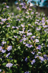 Scaevola fan flower