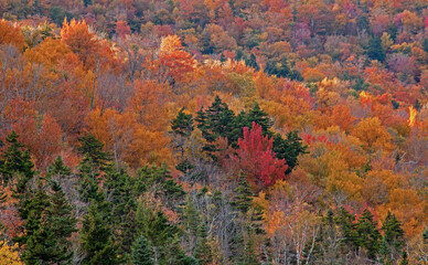 USA, New Hampshire, New England Fall colors on hillsides along highway 16 north of Jackson
