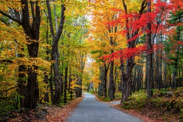 USA, New Hampshire, tree-lined road with maple trees in Fall colors.