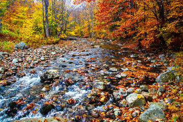 USA, New Hampshire Autumn colors on Maple, Beech trees along the edge of the river