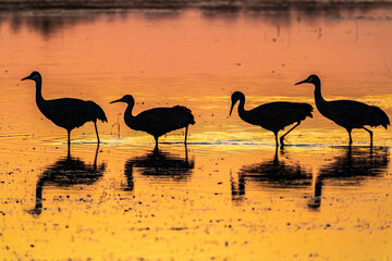 USA, New Mexico, Bosque Del Apache National Wildlife Refuge. Sandhill crane silhouettes in water at sunrise.